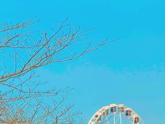 -顾村公园