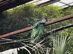 -呀路古热带植物园