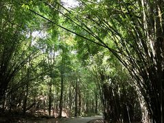 -广州市石门国家森林公园