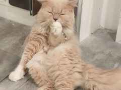 -楼上猫咖(罗湖店)