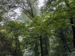 -大岭沟猕猴桃谷风景区