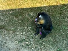 -大连森林动物园