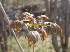 -北京上方山国家森林公园