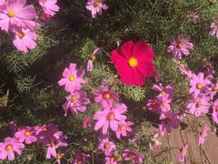 -武清南湖绿博园