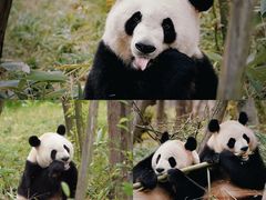 -成都大熊猫繁育研究基地
