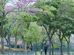 -深圳人才公园