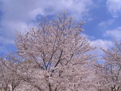 -顾村公园