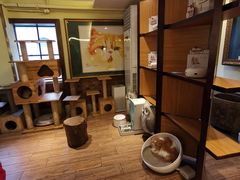 -more than meow吴止猫主题餐厅(承德 中船汇店)