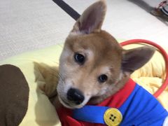 -逗柴咖啡屋·狗咖猫咖宠物桌游