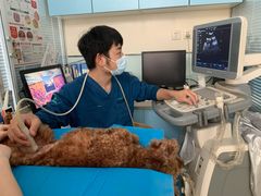 -瑞派·关忠动物医院·猫专科·犬专科(三环新城店)