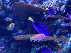 -上海海洋水族馆