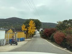 -苏州市吴中区光福窑上花果蜜饯厂