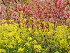 -南汇桃花村