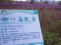 绿光生态农场-苏州太湖西山岛开心农场
