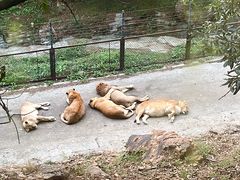 -大连森林动物园