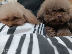 -全心全意连锁动物医院(加州店)