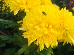 -祥源·阜阳生态乐园