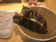 -屋虎猫馆(宝安大仟里店)