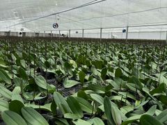 -龙大花卉苗木市场