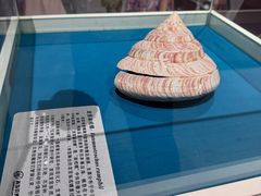 -青岛贝壳博物馆