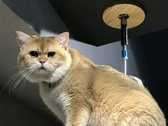 -东方名猫馆·英短金渐层布偶猫舍(环线广场1号楼店)