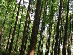 -山王坪喀斯特国家生态公园
