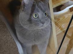 -平行世界·猫咖(首经贸店)