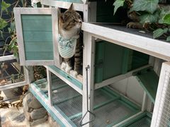 -喵屿·大理花园猫咖