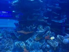 -左海海底世界