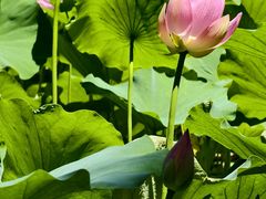 -莲花池公园