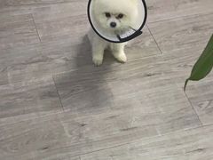 -创凡宠物医院·骨专科  猫科中心(西乡分院)