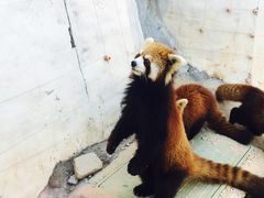 -灵玲国际马戏城