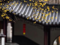 -灵谷景区