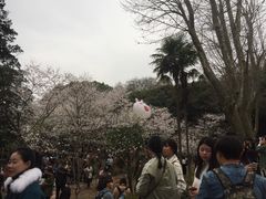 -武汉大学-樱园