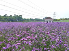 -紫颐香薰山谷景区