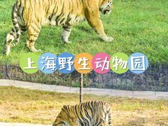 -上海野生动物园