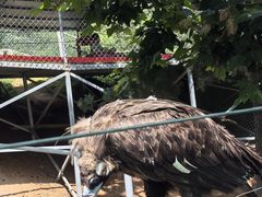 -西霞口神雕山野生动物世界