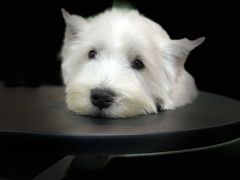 -小尾巴宠物店(万科·金域华庭店)