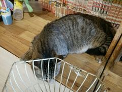 -萌喵宠狗爱心宠咖