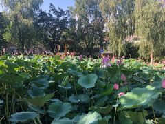 -静之湖湖畔餐厅