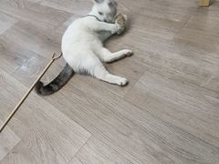 -柴迷FANS CLUB·柴犬狗咖·猫咖