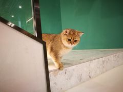 -飞行喵MR PILOT|猫舍·猫咖(静安大融城店)