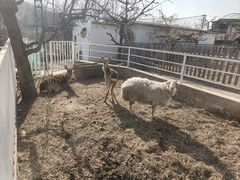 -丽泽山庄·生态怀柔菜·虹鳟鱼(红螺寺店)