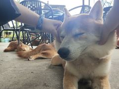 -柴犬高等学院·狗咖·柴犬售卖·宠物训练