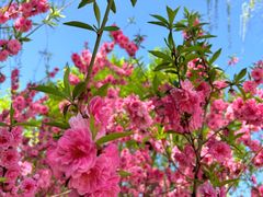 -永定河休闲森林公园