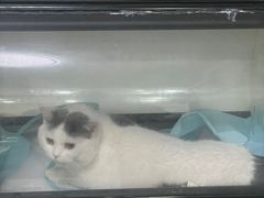 -瑞派宠物医院·CT影像中心·猫友好医院(奥城店)