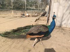 -武汉紫薇都市田园