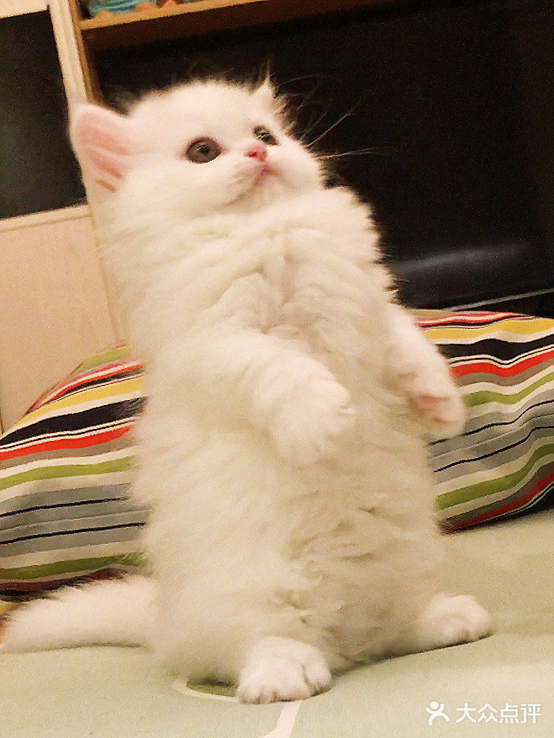 这是一只超“凶”的小猫咪！