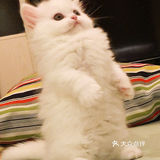 这是一只超“凶”的小猫咪！