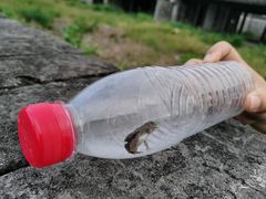 -慈城古县城景区
